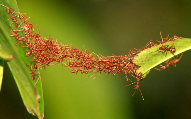 swarm-intelligence-ants